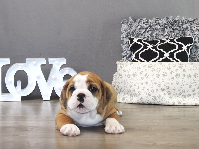 Beabull Bulldog – 19488
