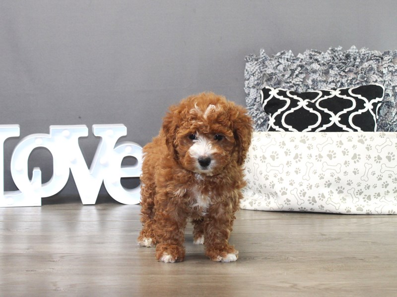 Mini Goldendoodle