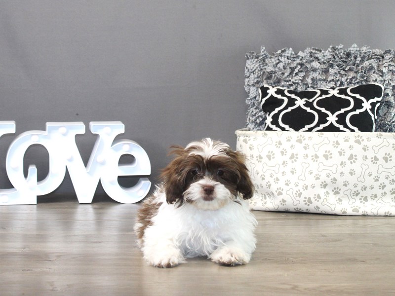 Shih Poo