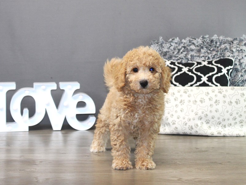 Bichonpoo