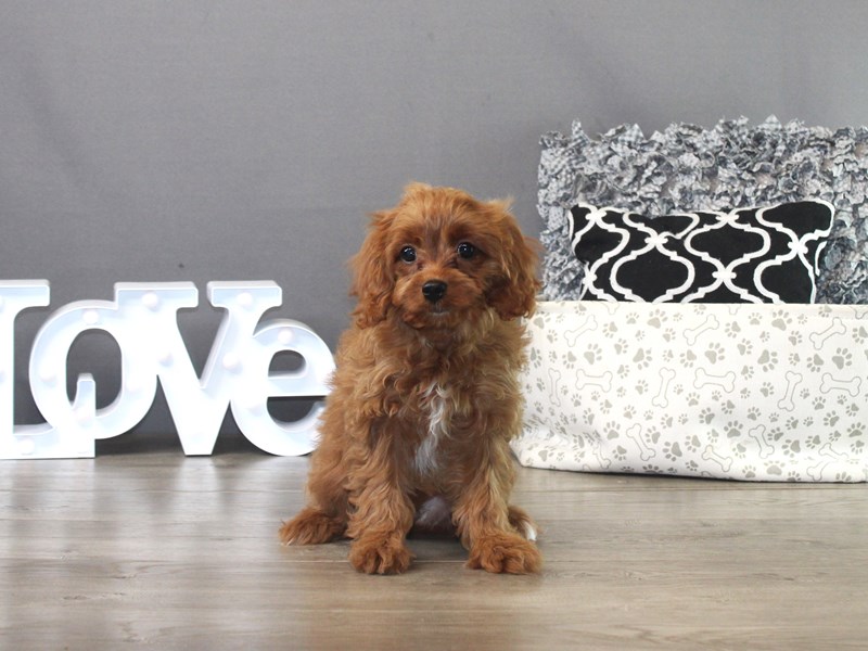 Cavapoo – 19492