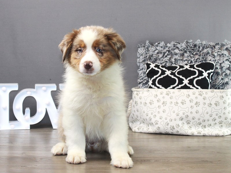 Australian Shepherd – 19476