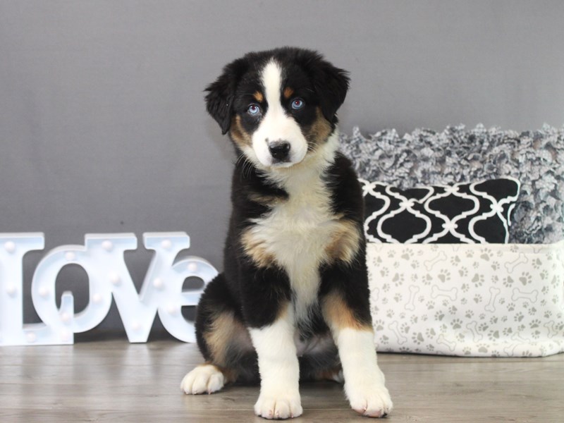 Australian Shepherd – 19477
