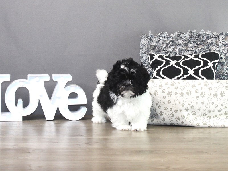 Shih Tzu – 19485