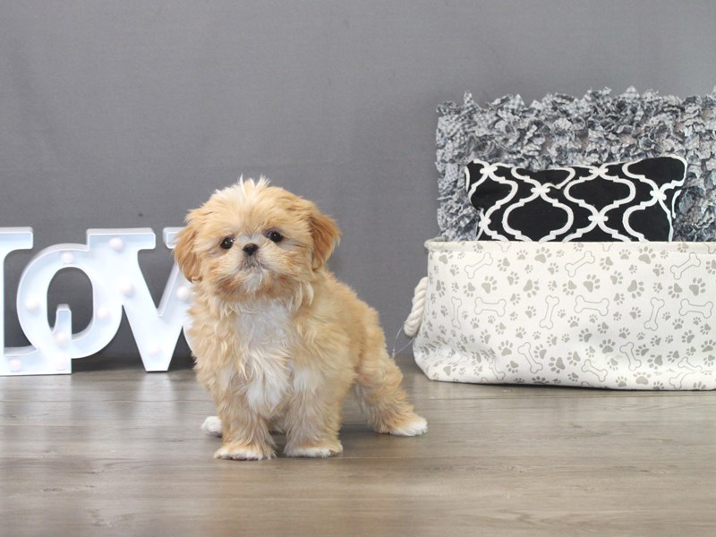 Shih Tzu