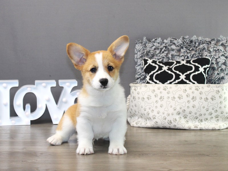 Pembroke Welsh Corgi – 19481