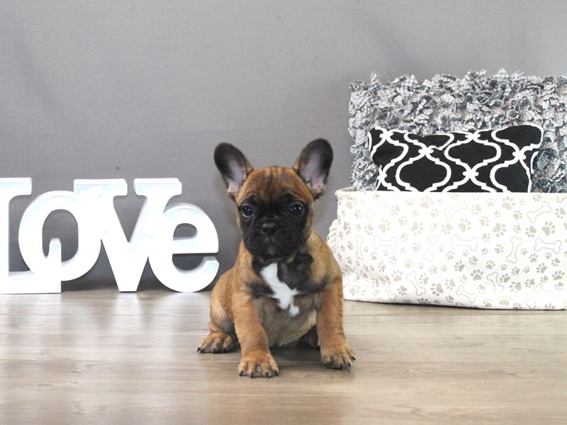 French Bulldog