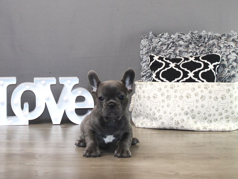 French Bulldog – 19479
