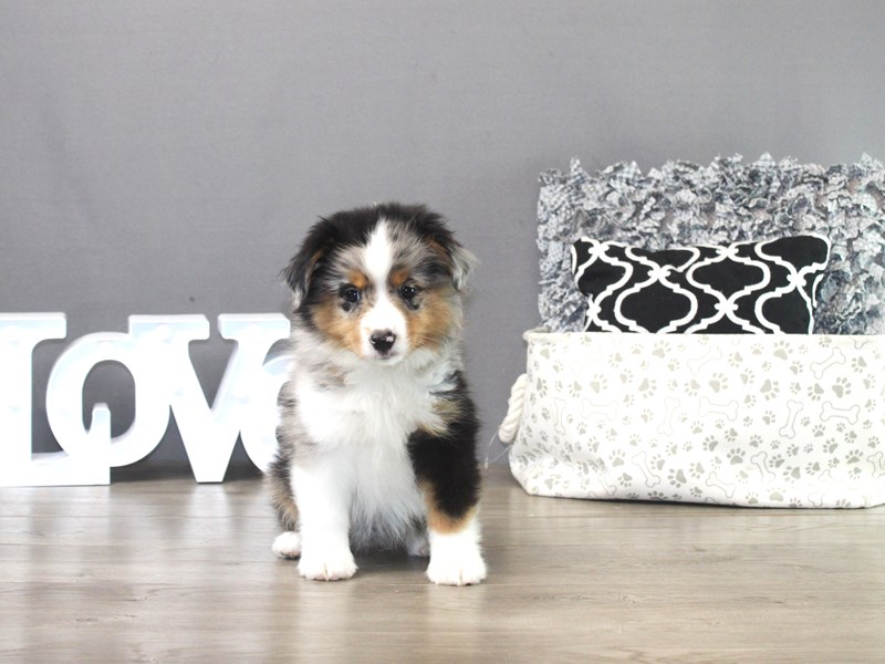 Miniature American Shepherd – 19486