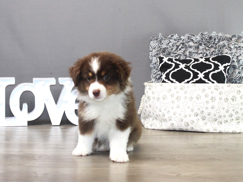 Miniature American Shepherd – 19487