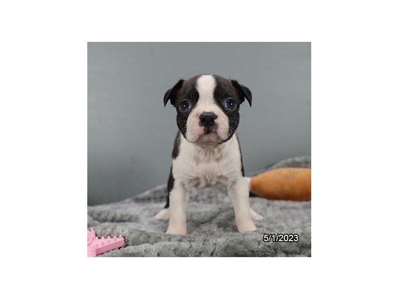 Boston Terrier – 19495