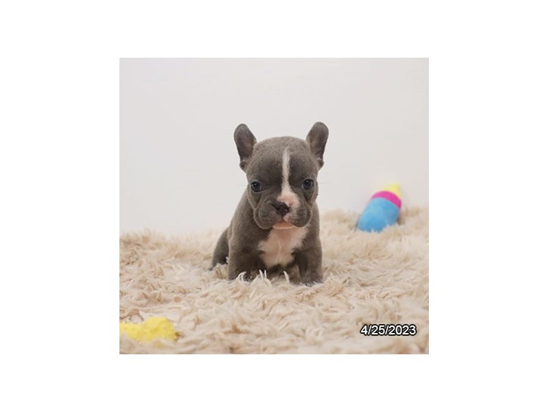 French Bulldog – 19500