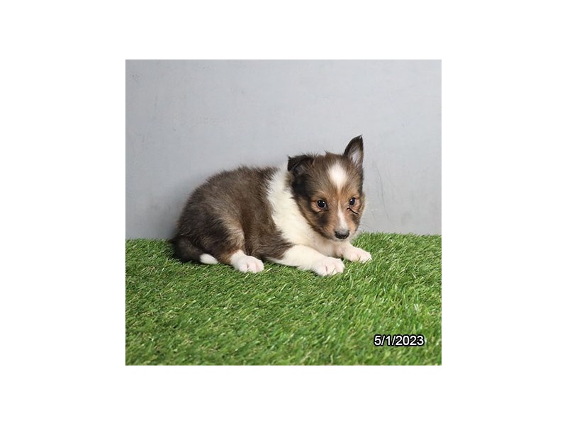Shetland Sheepdog – 19507