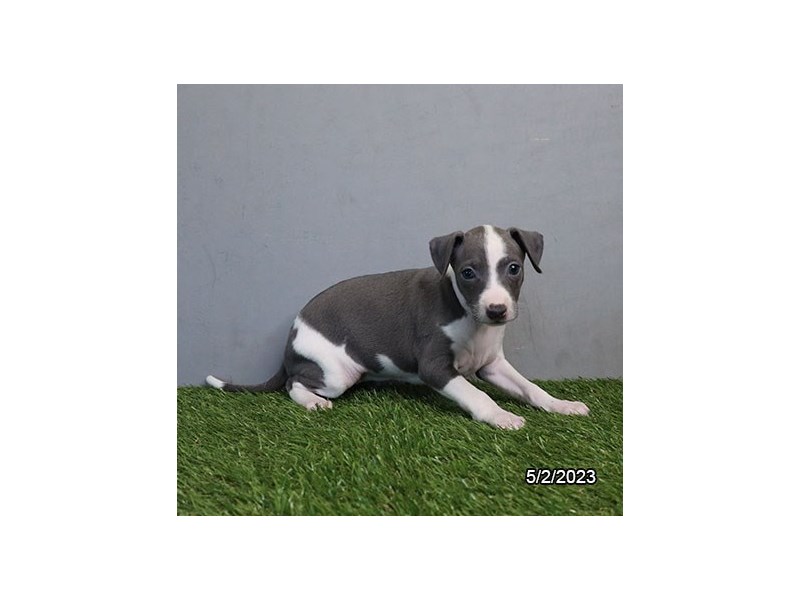 Italian Greyhound – 19501