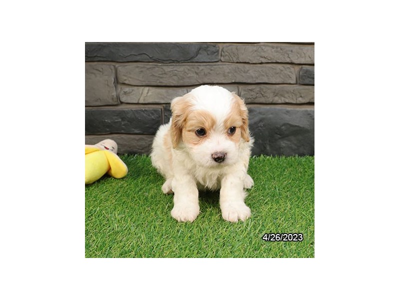 Cavachon – 19511