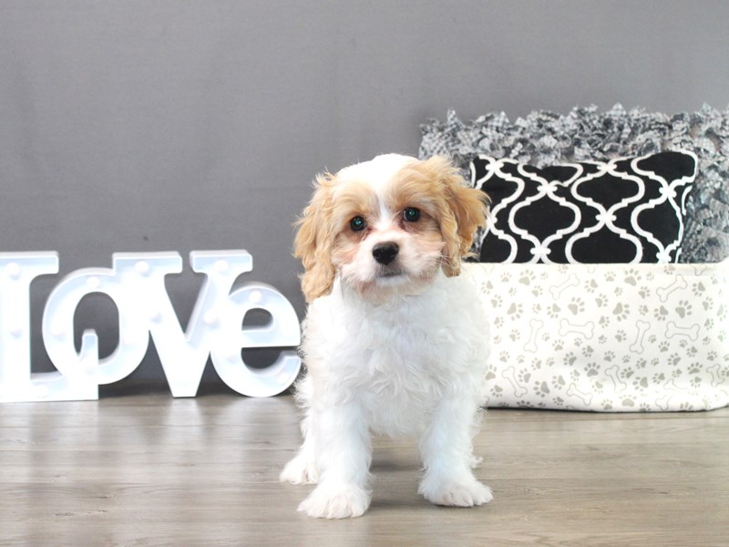 Cavachon – 19511