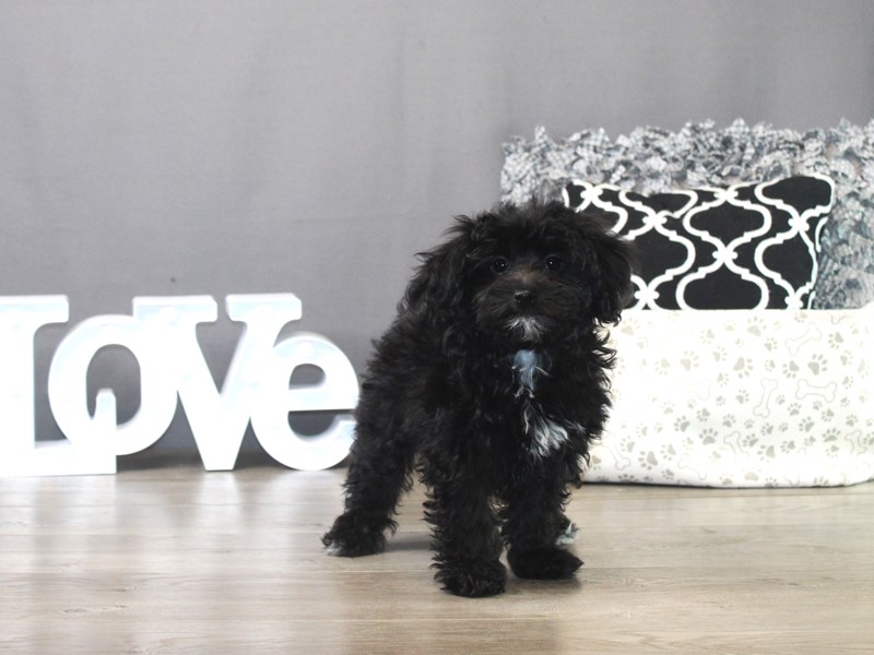 Maltipoo – 19514