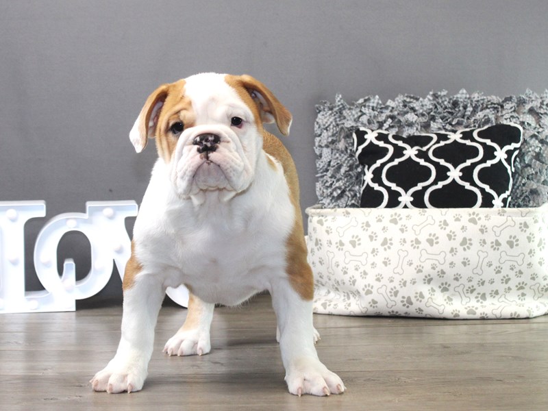 Mini Bulldog – 19513