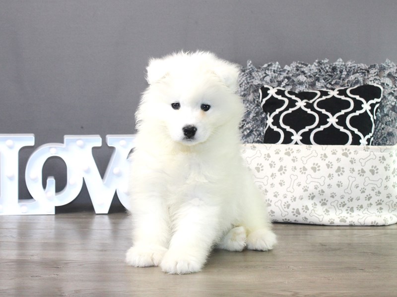 Samoyed – 19506