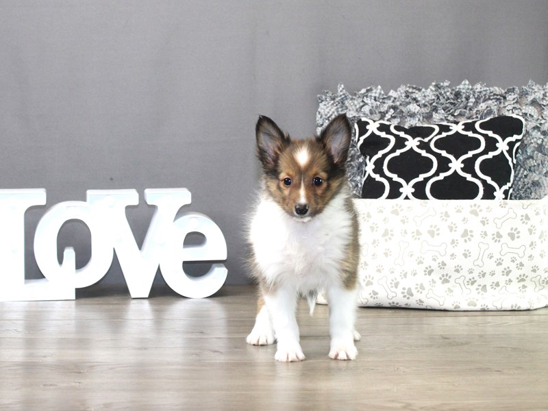 Shetland Sheepdog – 19507