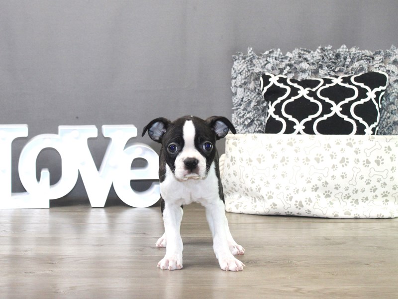Boston Terrier – 19495