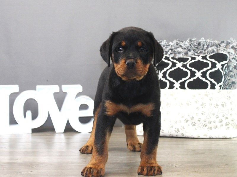 Rottweiler – 19504