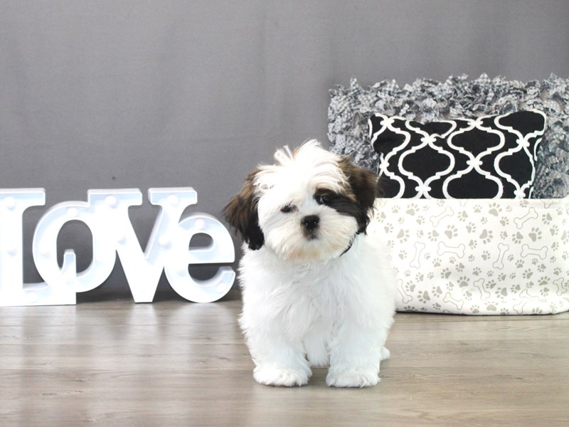 Lhasa Apso – 19502