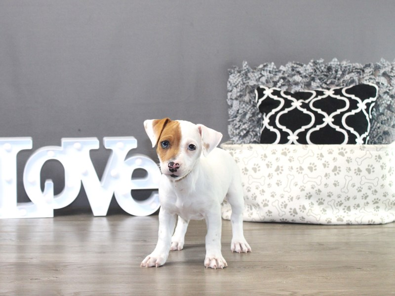 Jack Russell Terrier – 19509