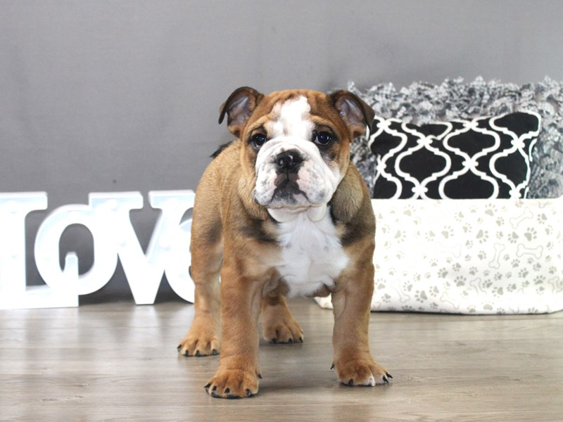 English Bulldog – 19497
