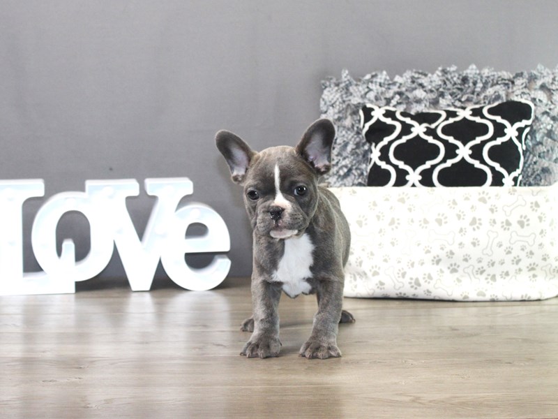 French Bulldog – 19500