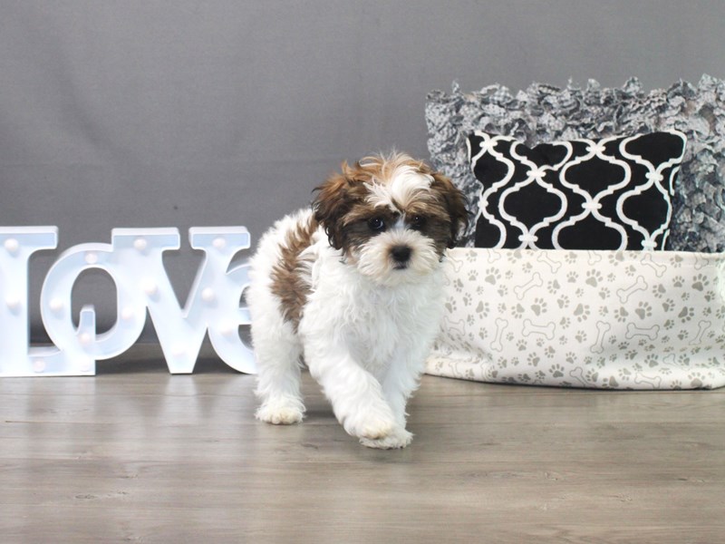 Shih Poo – 19368