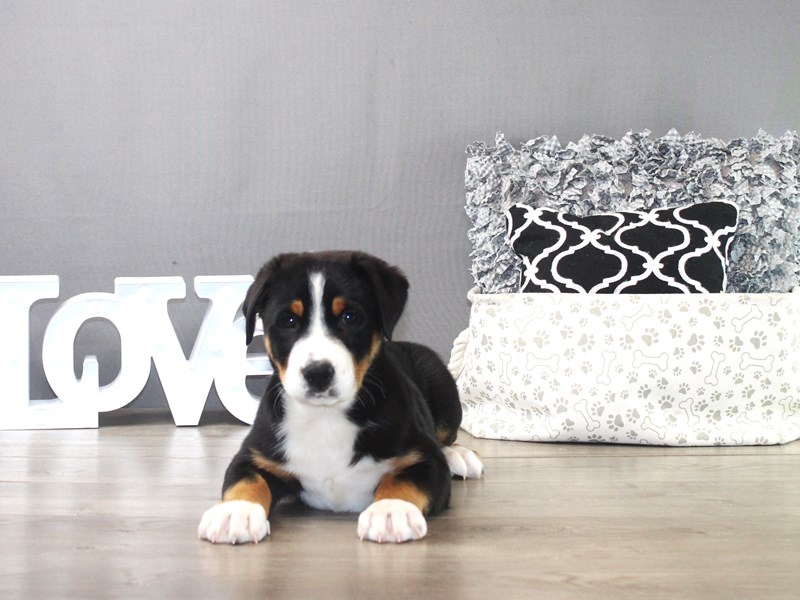 Greater Swiss Mountain Dog