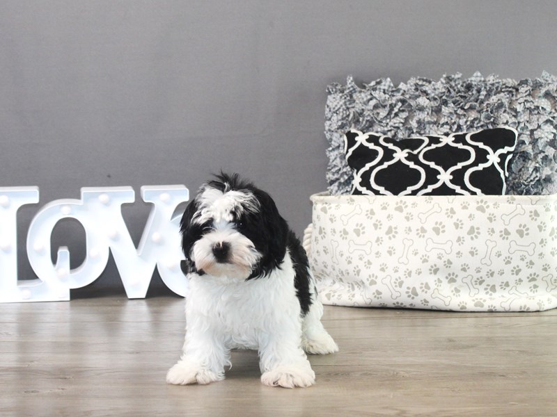 Havanese – 19464