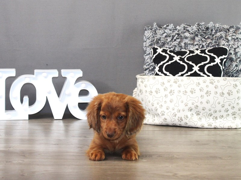 Dachshund – Dug