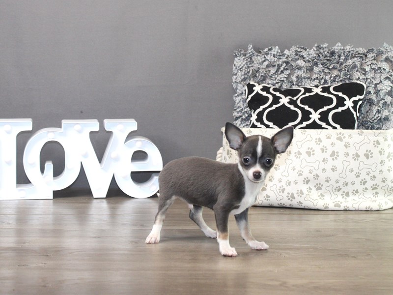 Chihuahua