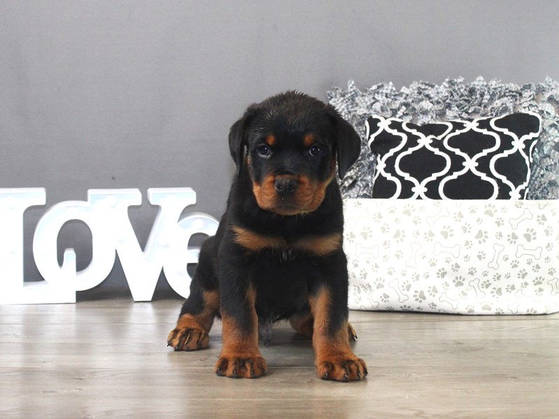 Rottweiler – 19505