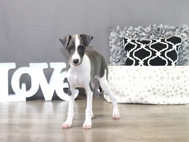 Italian Greyhound – 19501