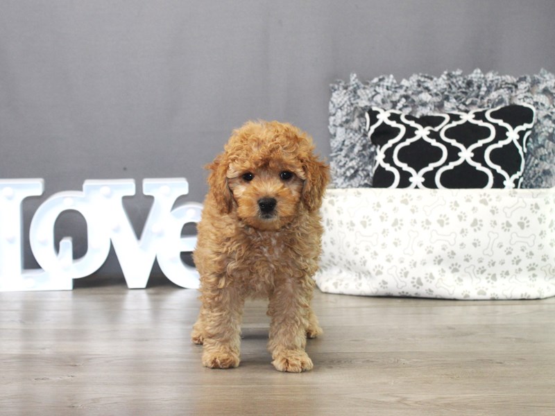 Mini Goldendoodle – 19529