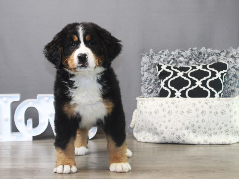 Bernese Mountain Dog