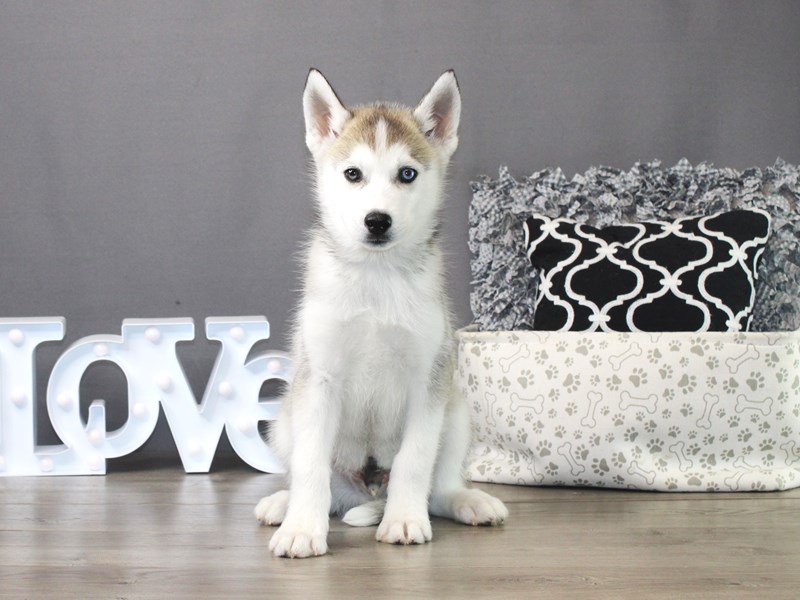 Siberian Husky – 19525