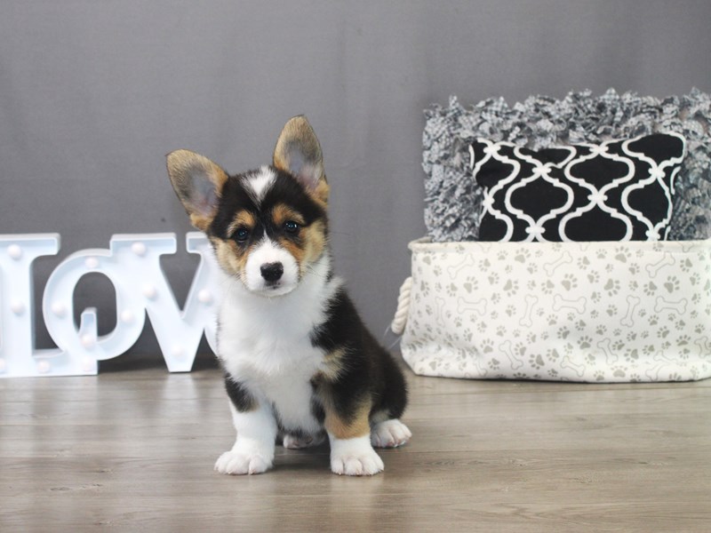 Pembroke Welsh Corgi – 19522