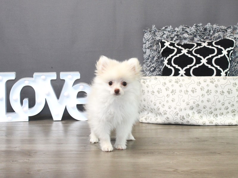 Pomeranian