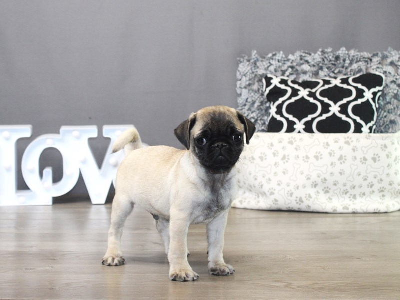 Pug – 19524