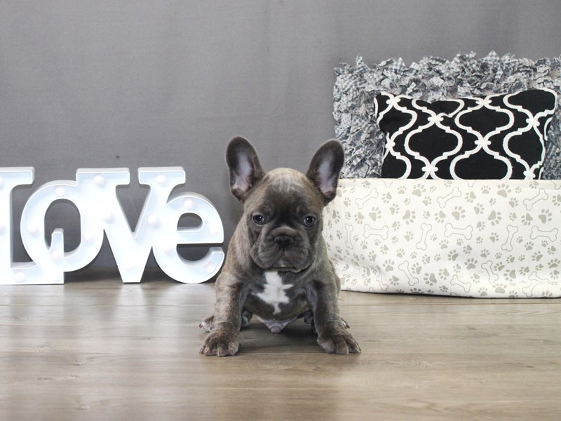 French Bulldog – 19521