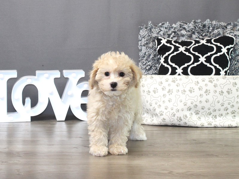 Maltipoo