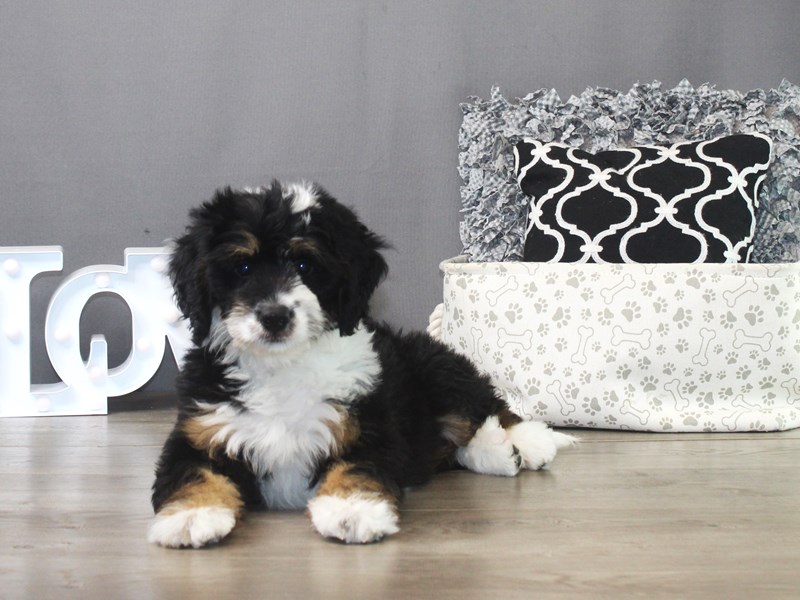 Mini Bernedoodle – Bennett