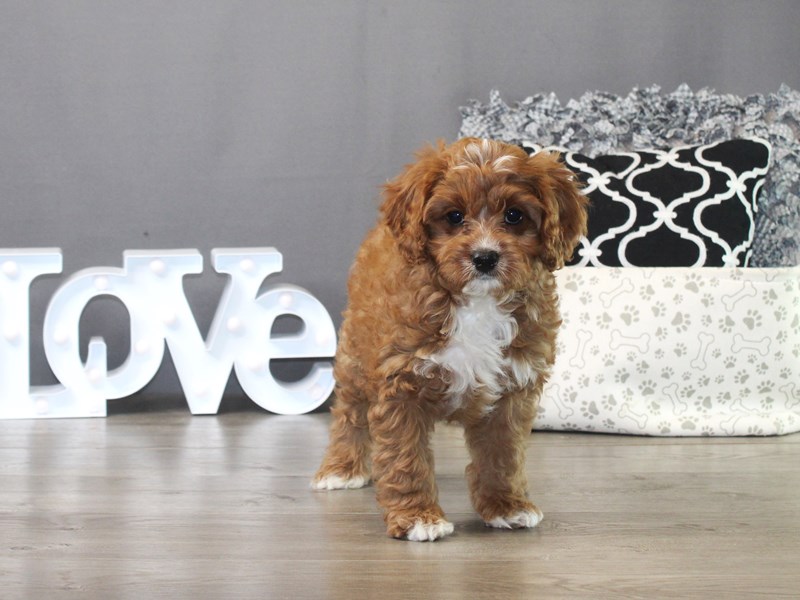 Cavapoo