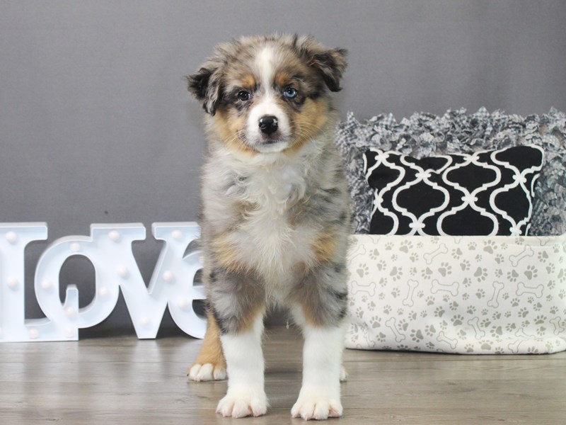 Australian Shepherd