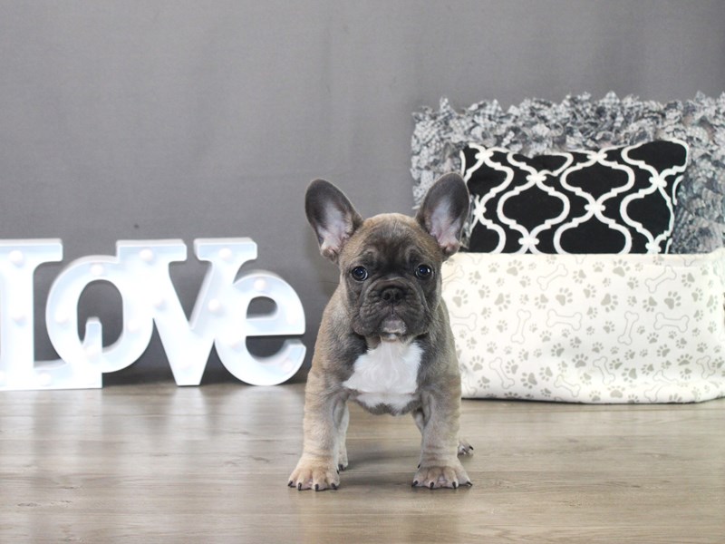 French Bulldog