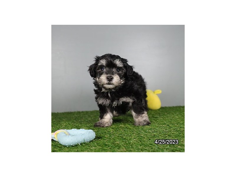 Maltipoo – Samson